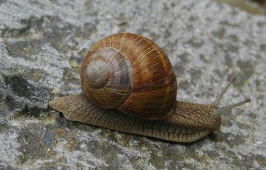 蜗牛喜欢吃什么?蜗牛放在家里应该怎么养?