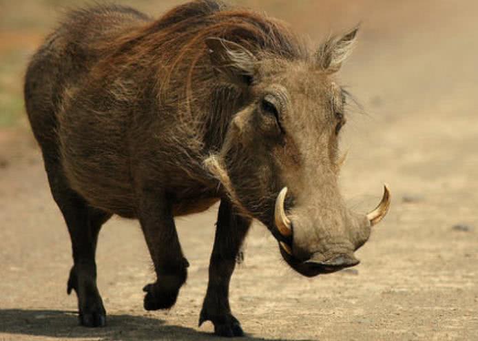 非洲疣猪能被驯服吗?非洲疣猪可以吃吗?