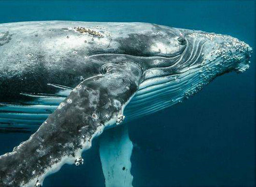 鲸虱是如何寄生在鲸鱼身上的?鲸虱能吃吗?