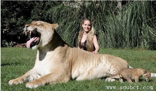 世界上体型最大的猫科动物是什么?最大猫科动物排名