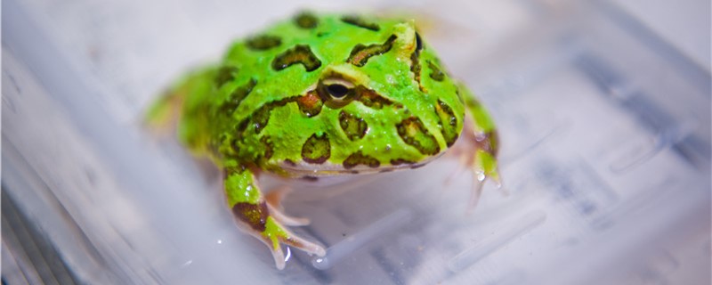 青蛙是卵生动物吗，繁殖时受精卵在哪里孵化