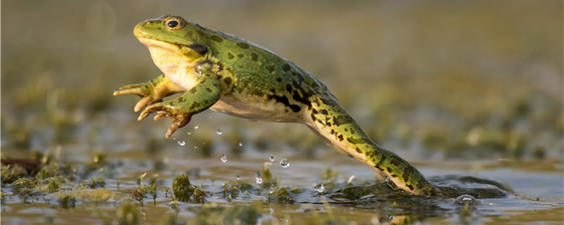青蛙能吃害虫吗，一天能吃多少只害虫