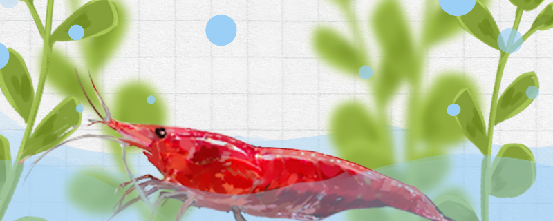 草缸养虾怎么保护虾卵，草缸养虾需要什么条件