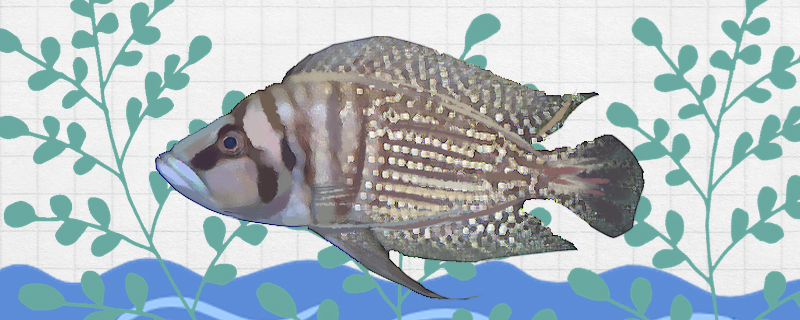 喷点珍珠虎鱼好养吗，怎么养