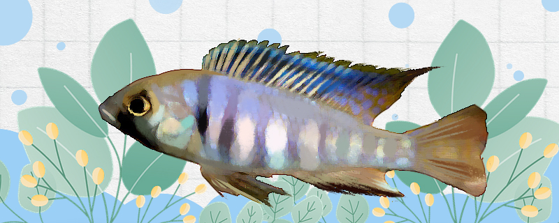 紫水晶鱼好养吗，怎么养