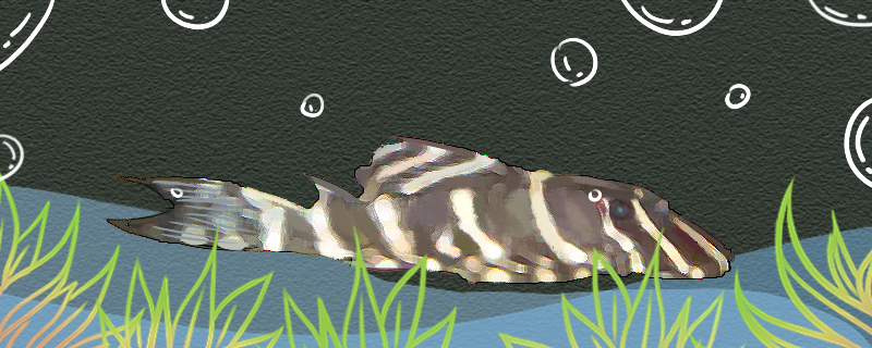 金泉黑斑马异型鱼好养吗，怎么养