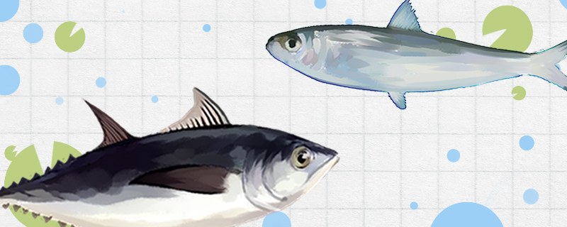 沙丁鱼和金枪鱼是同一种鱼吗，有什么区别