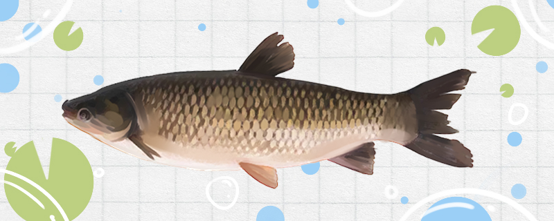 草鱼是什么鱼，是淡水鱼吗