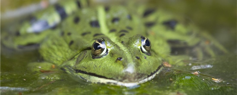 青蛙一直在水里能呼吸吗，会死吗