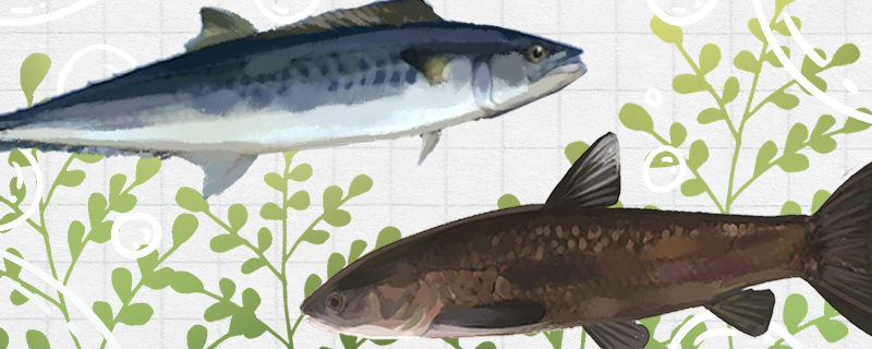 青鱼和鲅鱼是同一种鱼吗，有什么区别