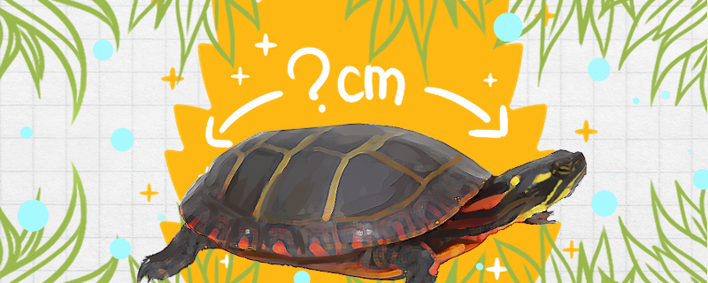 乌龟脱皮和腐皮的区别在哪里，怎么治疗乌龟的腐皮病