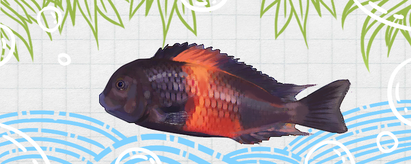 红宽带蝴蝶鱼好养吗，怎么养