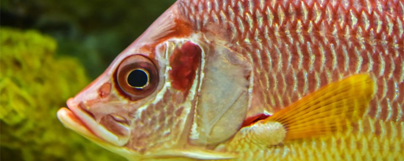 死过鱼的鱼缸能用84消毒，如何给鱼缸彻底消毒
