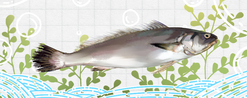 米鱼素材网图片