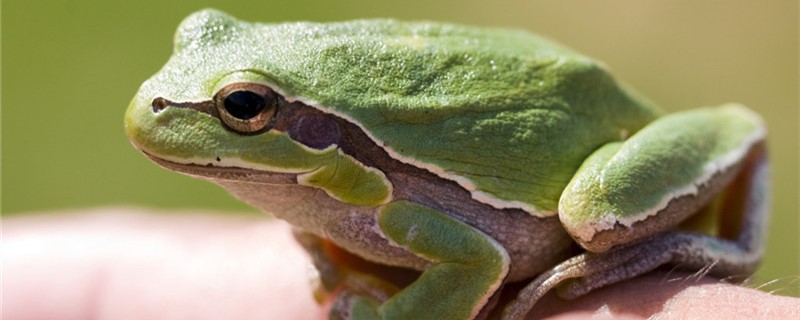 青蛙怎么繁殖后代，多大能繁殖后代