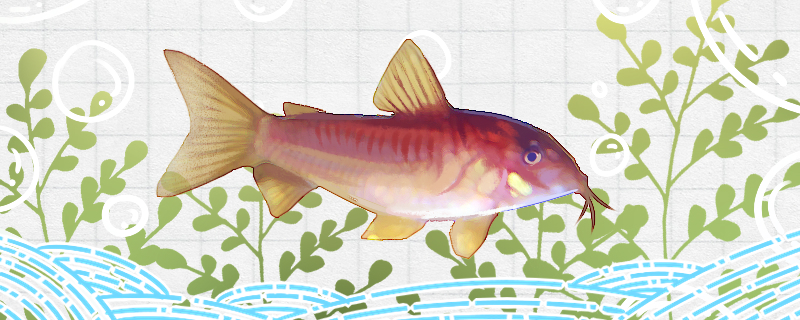 金线红鼠鱼好养吗，怎么养