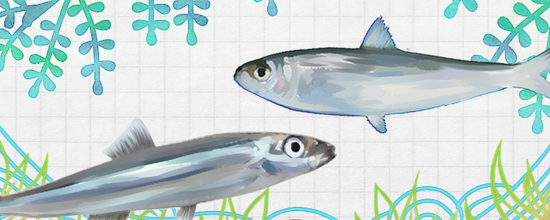 沙丁鱼和鲱鱼是同一种鱼吗，有什么区别