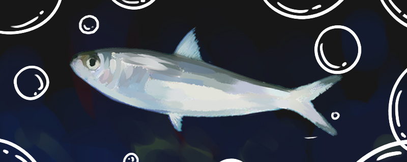 沙丁鱼是海鱼吗，在淡水中能活吗