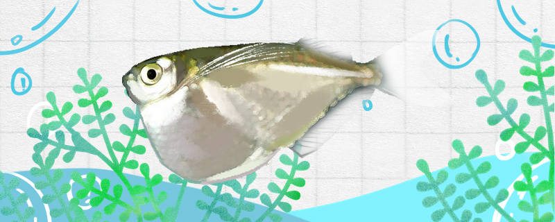 大银斧燕子鱼好养吗，怎么养