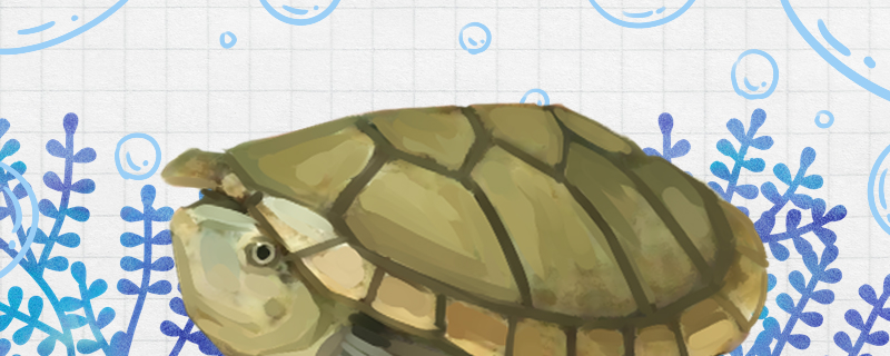 哈雷拉泥龟能冬眠吗，什么时候冬眠