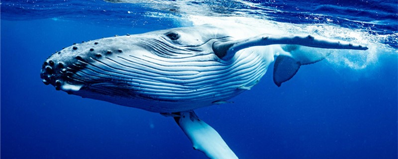 鲸鱼的心跳很慢吗，一分钟的心跳是多少下