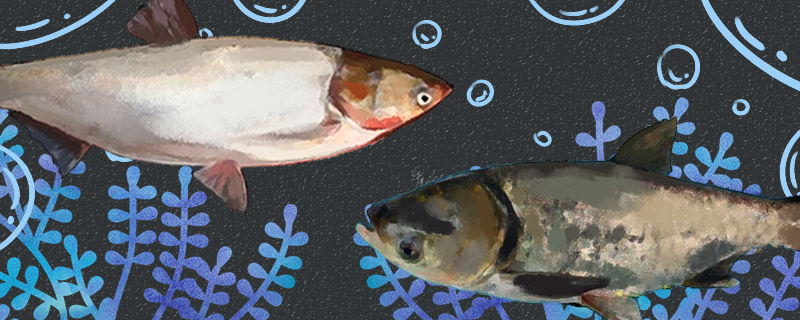 鲢鱼和鳙鱼是同一种鱼吗，有什么区别