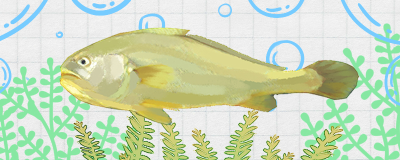 大黄花鱼是海鱼吗，属于深海鱼吗