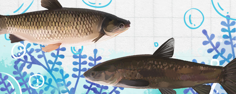 青鱼和草鱼是同一种鱼吗，有什么区别