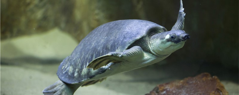 为什么乌龟眼睛睁不开，白眼病怎么救治