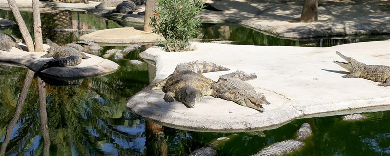 鳄鱼需要冬眠吗，需要晒太阳吗