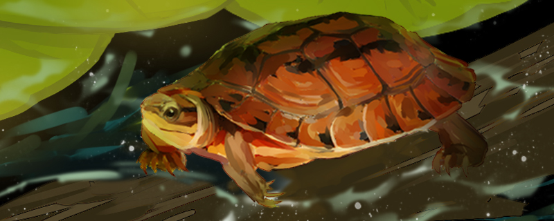 水龟可以一直在水里吗，给龟换水要注意什么