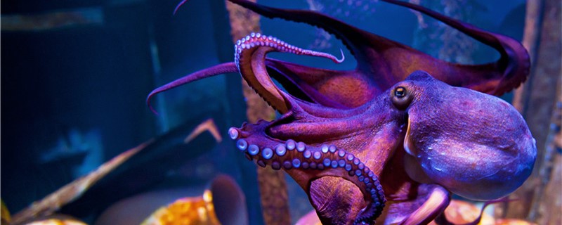 章鱼和八爪鱼有什么区别，是一种生物吗