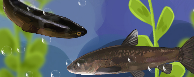 青鱼和黑鱼是同一种鱼吗，有什么区别