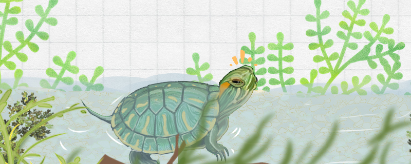 巴西红耳龟寿命多长，可以长多大