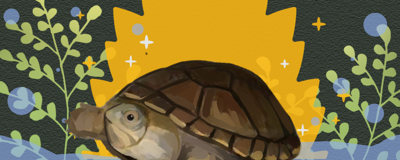 索若拉泥龟能冬眠吗，什么时候冬眠