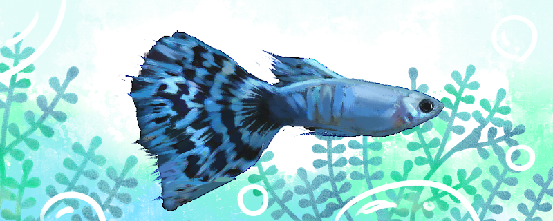 蓝马赛克孔雀鱼好养吗，怎么养