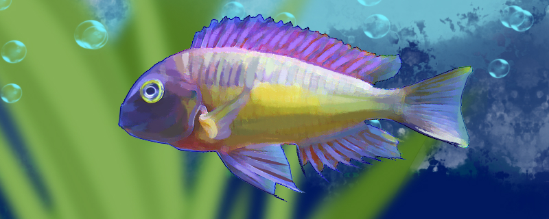 红彩虹蝴蝶鱼好养吗，怎么养