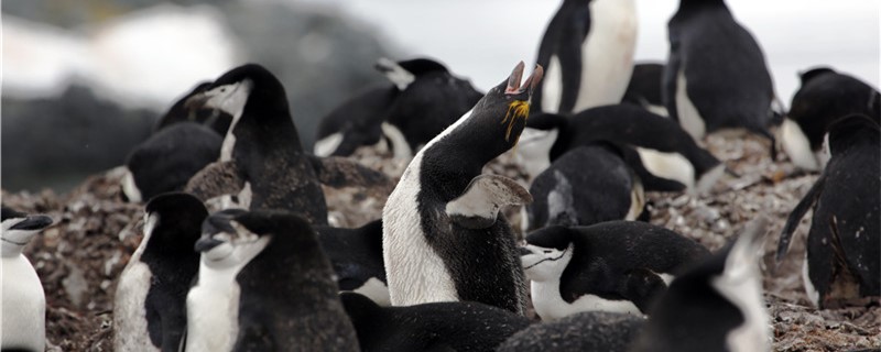 企鹅有多少种，常见种类有哪些