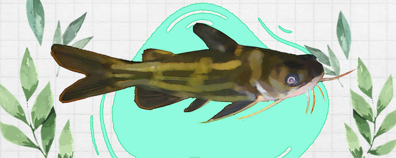 黄骨鱼是什么鱼，是淡水鱼吗