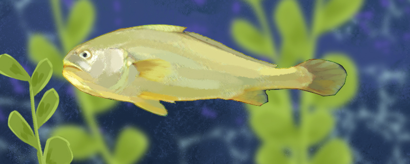黄花鱼是海鱼吗，生活在哪里