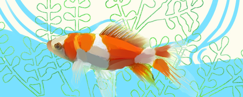 草金鱼能长多大，能活多久