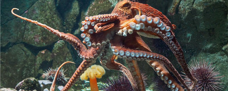 章鱼能在岸上生活吗，离开水能活多久