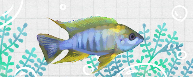 黄背蓝闪电鱼好养吗，怎么养