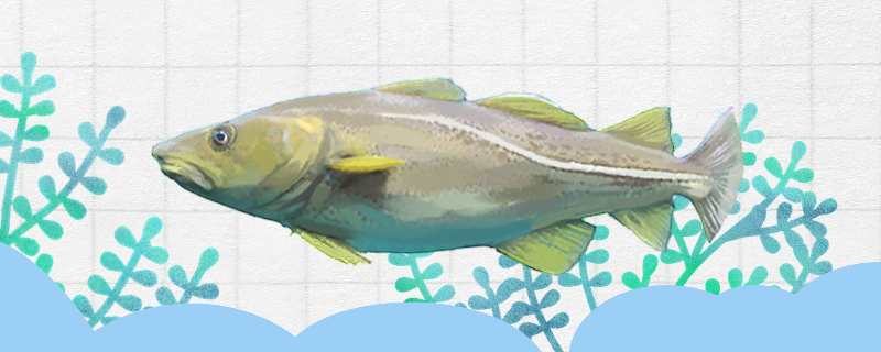 鳕鱼和明太鱼是一种鱼吗，有什么区别