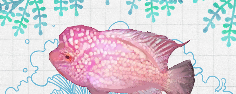 紫色德萨斯罗汉鱼好养吗，怎么养