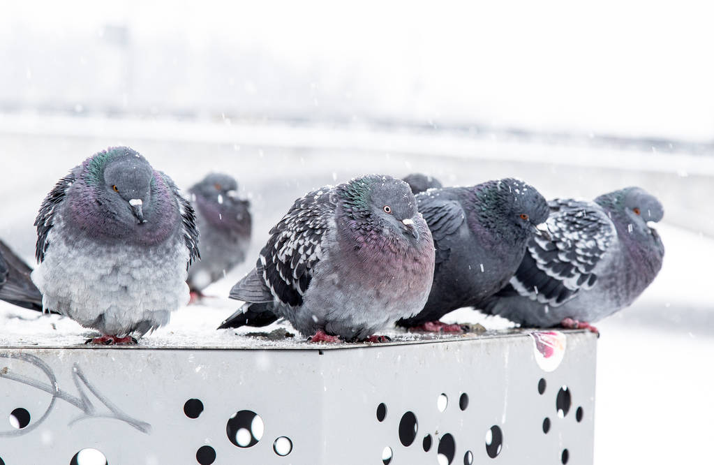 鸽子冬天可以在室外养吗