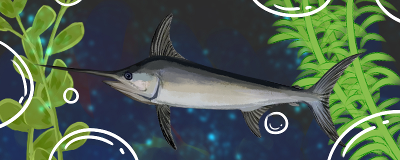 剑鱼是海鱼还是淡水鱼，在淡水中能活吗