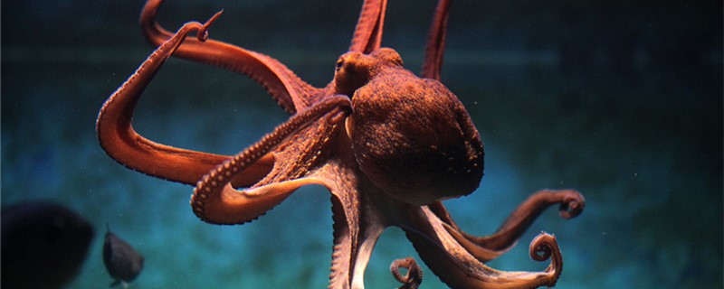 章鱼有几个大脑，有多少个心脏