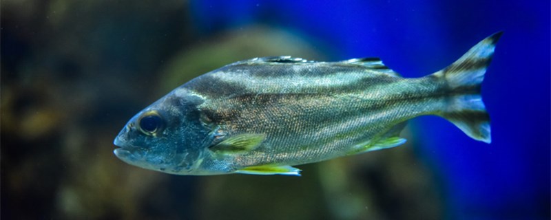 庆大霉素给鱼泡多久，鱼得肠炎有哪些原因