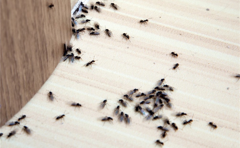 麻雀吃蚂蚁吗